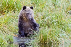 Grizzy-cub-reflection