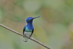 Hummingbirds Trindad