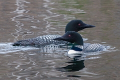 Loons-by-BWS