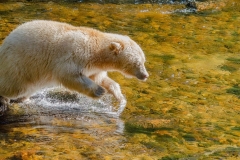 Leap 1