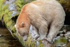 White-Bear-on-Log-1