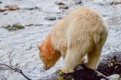 White-Bear-on-Log-2
